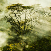 Fair&Precious: from wood to environmental sustainability
