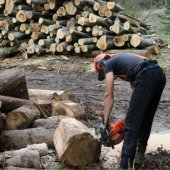 Legno, i prezzi continuano a salire: rincari record negli Usa