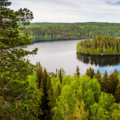 Fao-Finland: agreement for the forests