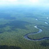 Atibt: gestione sostenibile delle foreste contro la deforestazione