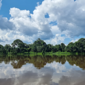 Atibt: impegno confermato per le foreste tropicali