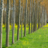 FederlegnoArredo: "Poplar cultivation to be protected"