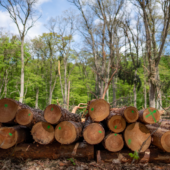 Eudr: la Commissione europea conferma l’entrata in vigore e introduce misure di semplificazione Eudr: la Commissione europea conferma l’entrata in vigore e introduce misure di semplificazione