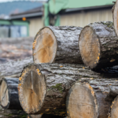 Eudr: FederlegnoArredo signs joint request from European federations on “stop the clock” Eudr: FederlegnoArredo signs joint request from European federations on “stop the clock”