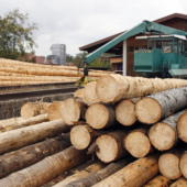 Le segherie europee chiedono di “fermare l’orologio” sull’Eudr Le segherie europee chiedono di “fermare l’orologio” sull’Eudr