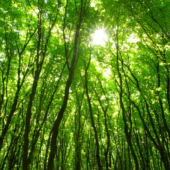 Italian timber: the supply chain steps up the ecological transition Italian timber: the supply chain steps up the ecological transition